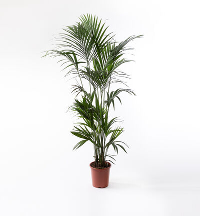 Kentia 200 cm Kentia 200 cm